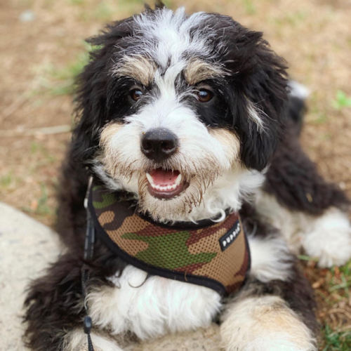 black and white mini bernedoodle sitting on grass